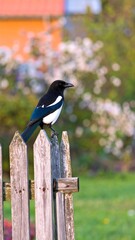 Magpie on a wooden fence