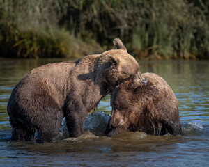 Two young males play fighting in the water