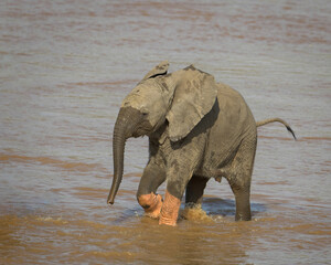 Baby (calf) elephant running and playing in the river at Samburu National Reserve in Kenya Africa