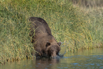 Clumsy brown bear falling into the river
