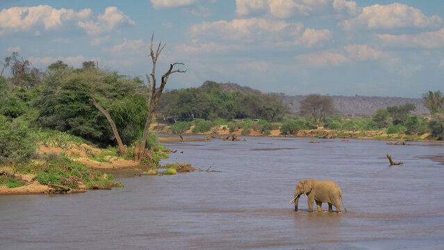 Large African Elephant making a river crossing at Samburu National Reserve in Kenya