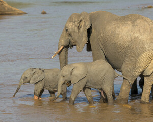 Baby (calves) elephants with its African elephant mother in the river at Samburu National Reserve in Kenya