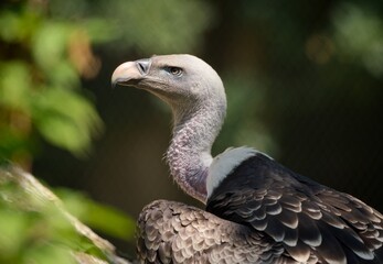 close up of a vulture