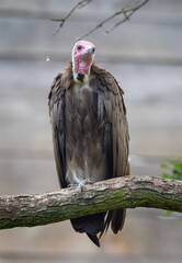 close up of a vulture