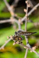 Predator Robber Fly with Bee on Tree Branch