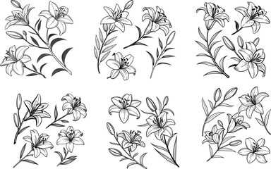 Elegant lily flower arrangements in black and white line art illustration on white background