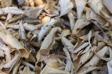 Dry Leaves on the Ground in Cyprus