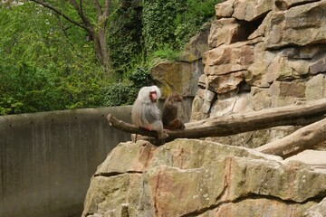 Two Baboons Sitting on Rocks in Zoo Habitat with Natural Background
