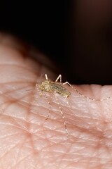 This is an extremely close-up macro photograph of a mosquito resting on human skin.