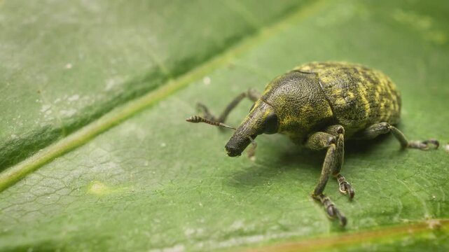  A close-up of the true weevil (Larinus turbinatus) on a leaf in its natural habitat.Vilnius, Lithuania &ndash; September 6, 2025.