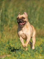 Happy dog running in the sunshine among the grass. Pug crossbreed