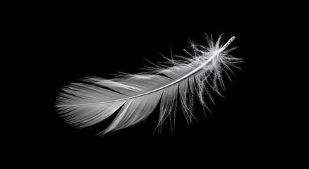 Obraz premium Delicate white feather floats gracefully against a stark black background, evoking lightness and purity.