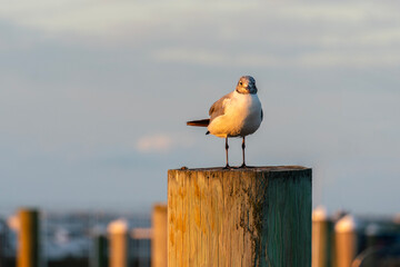 A brown seagull landed on a post in Atlantic City, New Jersey while I was waiting for my cruise to start sailing out and it kept staring at me as if posing for the camera during the golden hour!
