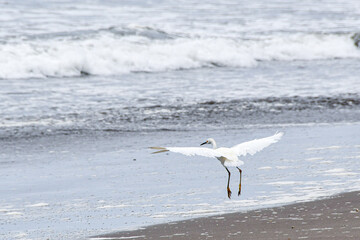 A snowy egret (small white heron, garza) landing gracefully on a sandy beach, with ocean waves in the background.