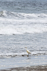 A snowy egret (small white heron, garza) walks gracefully on a sandy beach, with soft-focus ocean waves in the background. The white bird's black legs and distinctive yellow feet are clearly visible.