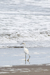 A snowy egret (small white heron, garza) walks gracefully on a sandy beach, with soft-focus ocean waves in the background. The white bird's black legs and distinctive yellow feet are clearly visible.