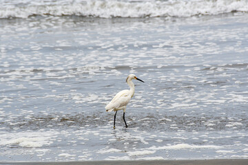 A snowy egret (small white heron, garza) walks gracefully on a sandy beach, with soft-focus ocean waves in the background. The white bird's black legs and distinctive yellow feet are clearly visible.