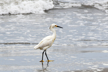 A snowy egret (small white heron, garza) walks gracefully on a sandy beach, with soft-focus ocean waves in the background. The white bird's black legs and distinctive yellow feet are clearly visible.