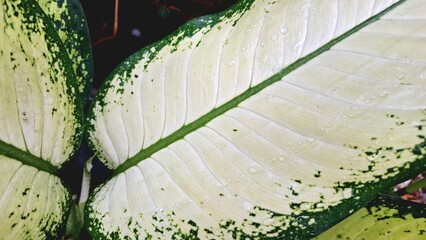 Dumbcane Plant Leaf Close-up with Cream and Green Texture for Wallpaper or Natural Art Element