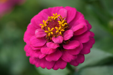 Hot pink zinnia in full bloom with visible stamen set against a blurred green background.