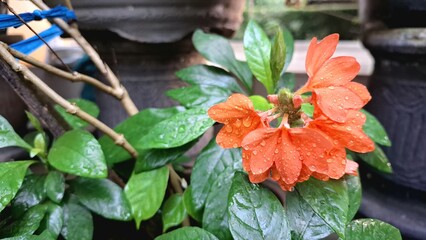 Tropical peach blooms of Firecracker Flowers (Crossandra infundibuliformis) in full blossom, their...