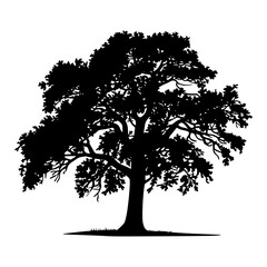 Fototapeta premium Majestic silhouette of a mature oak tree symbolizing nature's strength and enduring beauty for design projects.