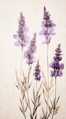 Obraz premium PNG Real pressed lavender flowers blossom purple plant.