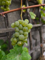 the fresh white grapevine fruits