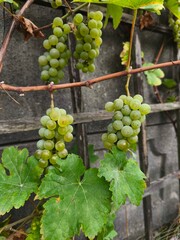 the fresh white grapevine fruits