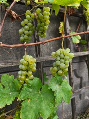 the fresh white grapevine fruits