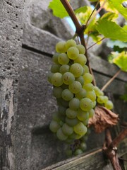 the fresh white grapevine fruits