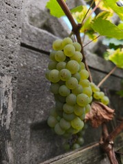 the fresh white grapevine fruits