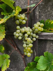 the fresh white grapevine fruits