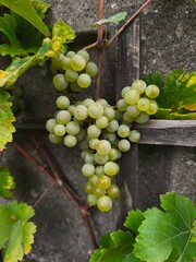 the fresh white grapevine fruits