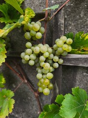 the fresh white grapevine fruits