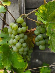 the fresh white grapevine fruits