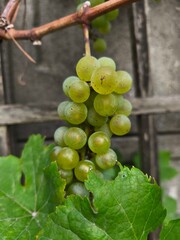 the fresh white grapevine fruits