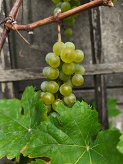 the fresh white grapevine fruits