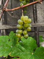 the fresh white grapevine fruits