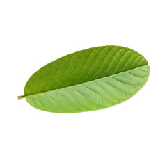 Obraz premium Oval Green Leaf with Prominent Vein Structure