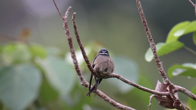 Whiskered Treeswift (Hemiprocne comata) mother bird incubates her young in a small nest on a branch.