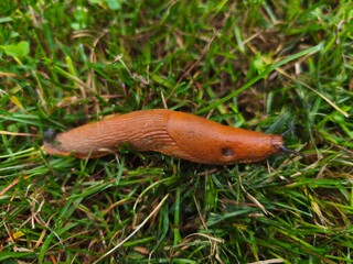 Portuguese slug in the grass (Arion lusitanicus)