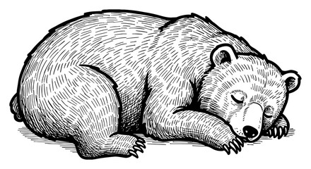 Obraz premium Cute Sleeping Bear Laying Down Black and White Outline Line Art Drawing Isolated in Vintage Engraving Style