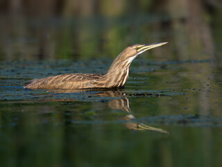 American Bittern Swimming in Marshy Wetland