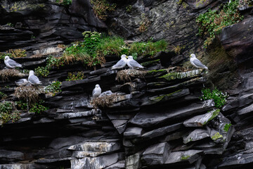 Black-legged Kittiwakes Nesting on Rocky Cliffs