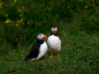 Atlantic Puffins Pair Interacting on Green Grass