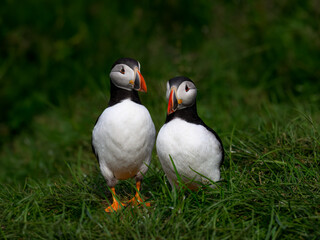 Atlantic Puffins Pair Interacting on Green Grass