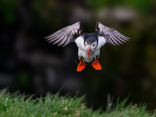 Atlantic Puffin in Flight with Fish Catch