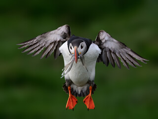 Atlantic Puffin in Flight with Fish Catch