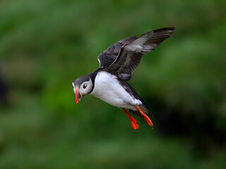 Atlantic Puffin in Flight Over Lush Green Background